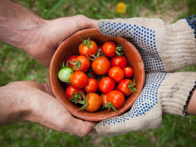 Photos mains et tomates