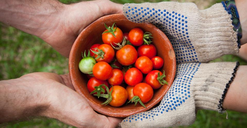 Photos mains et tomates